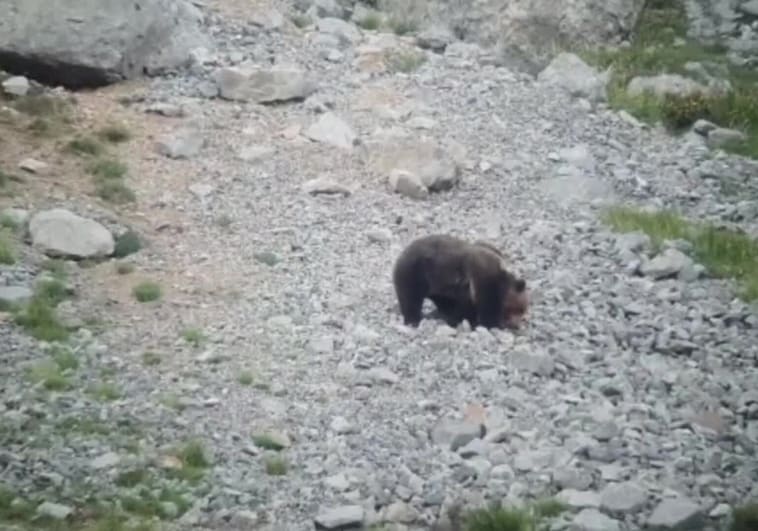 Cachorro de oso pardo en una imagen de archivo