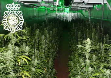 Desmantelan una plantación de marihuana en un tráiler con unas 500 plantas