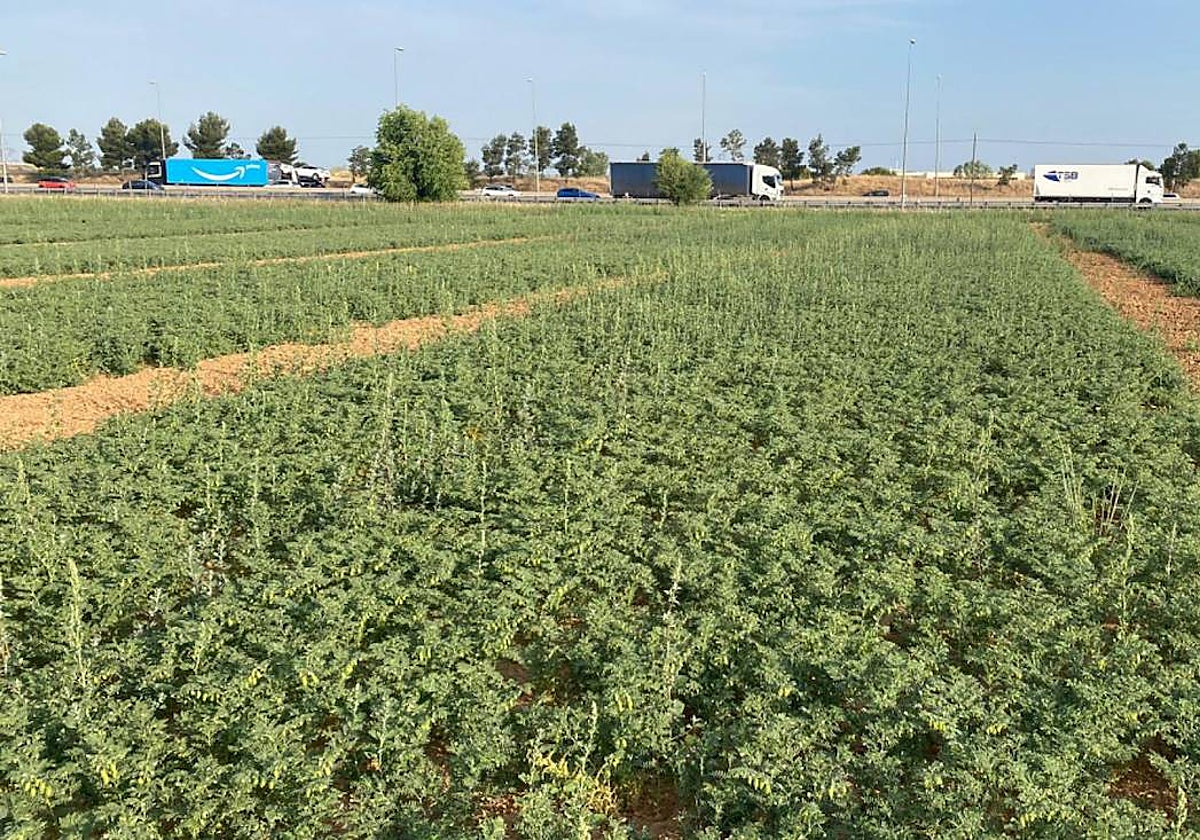 Campo de garbanzo negro en las instalaciones del Imidra en Aranjuez