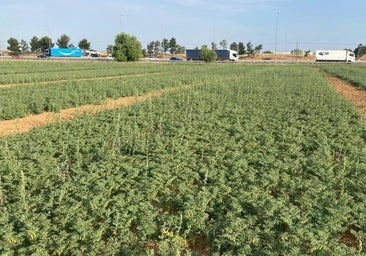 Las legumbres «antiguas» que intentan salvar el campo madrileño de la sequía