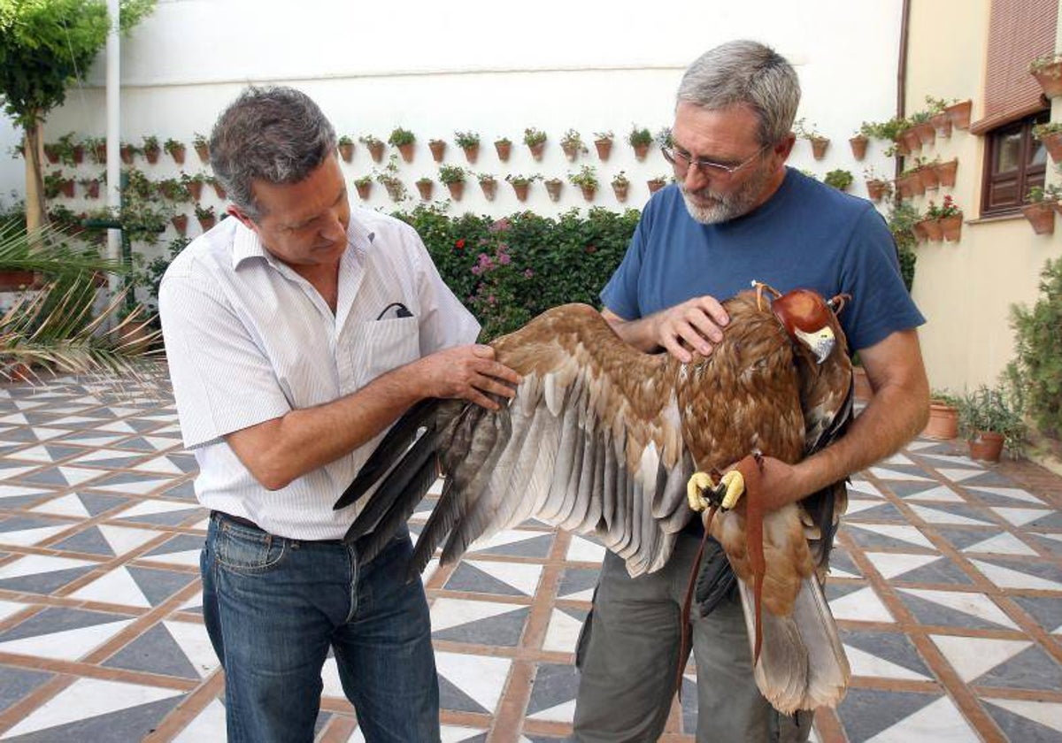 Ejemplar de águila imperial adulto en una imagen de archivo