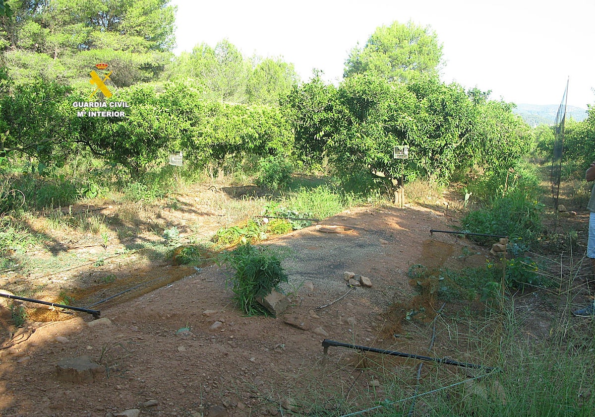 Imagen de varias de las trampas puestas por los sospechosos para cazar aves en Castellón