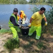 Investigan la muerte de 500 kilos de peces en río Duero