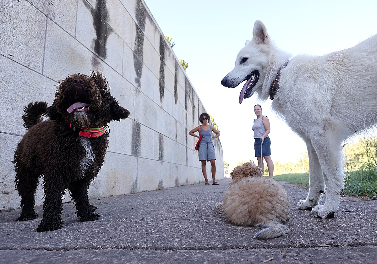 Tres perros con sus dueñas en Córdoba