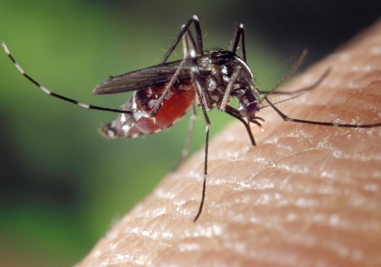 Los mosquitos del género 'Culex' y el mosquito japonés pueden transmitir el virus de la Fiebre del Nil