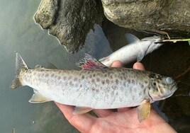 Investigan la muerte masiva de peces en el río Urumea de Guipúzcoa