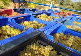 Sequía y calor adelantan una vendimia con previsión de «buena» calidad y cantidad en Castilla y León
