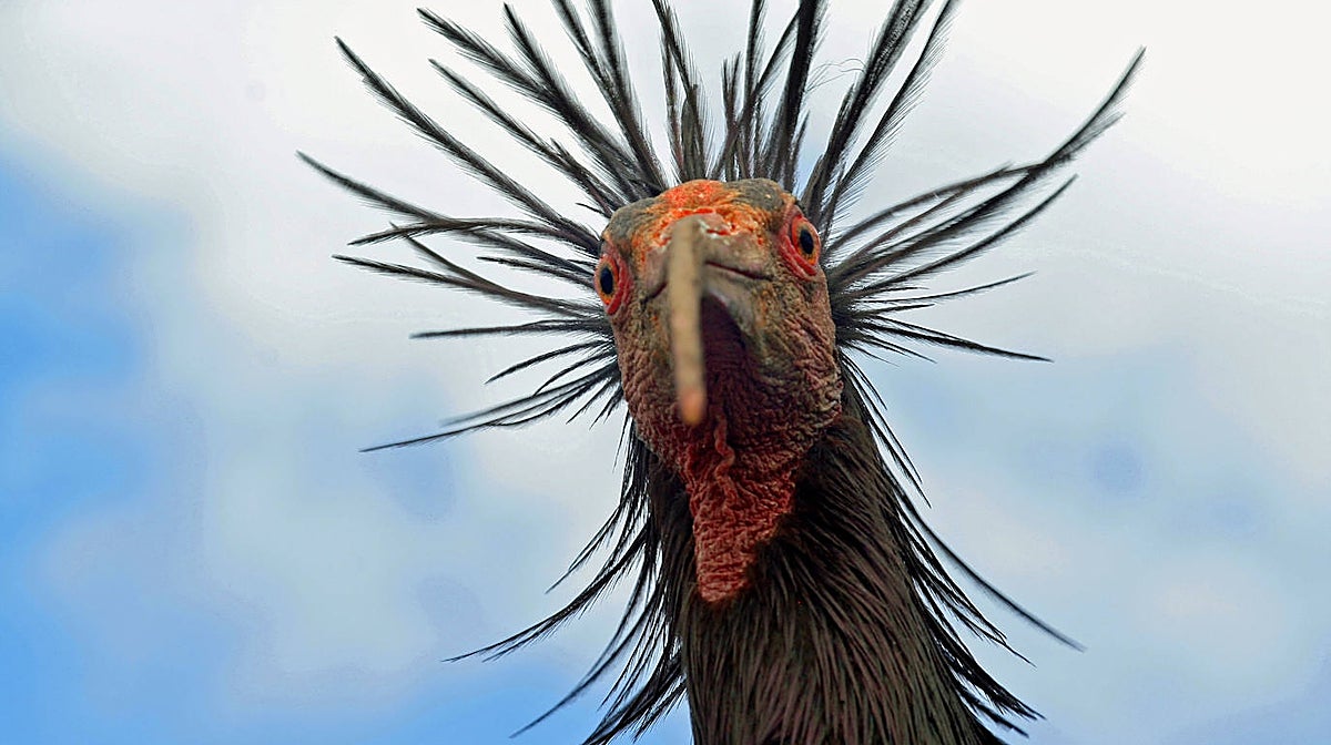 Imagen en primer plano de un ibis eremita