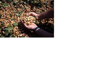 Prevén una cosecha «histórica» de pistachos en Castilla-La Mancha para 2023