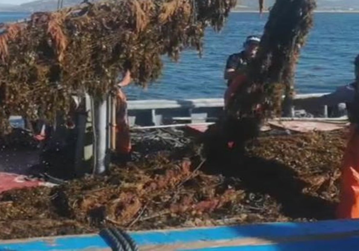 Un barco pesquero con las redes cargadas de alga invasora