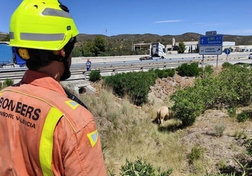 Un camión lleno de toros vuelca en la A-3 y deja a varias reses sueltas por la autovía en Valencia