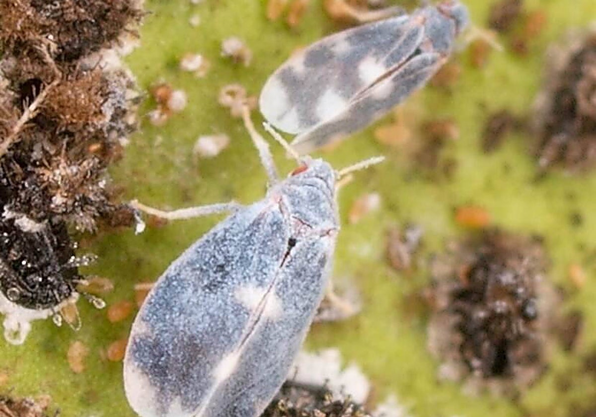 Imagen ampliada de la nueva especie de mosca blanca identificada en Francia