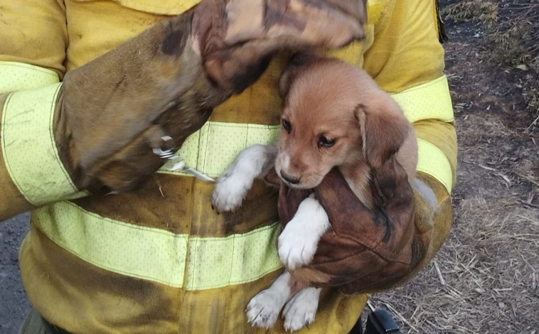 Imagen principal - Rescate de los cachorros llamados Arafo y Candelaria