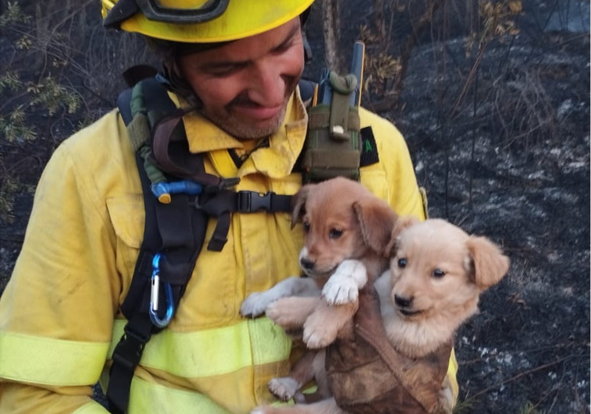 Un bombero forestal del operativo Brifor del Cabildo tinerfeño con los cachorros rescatados