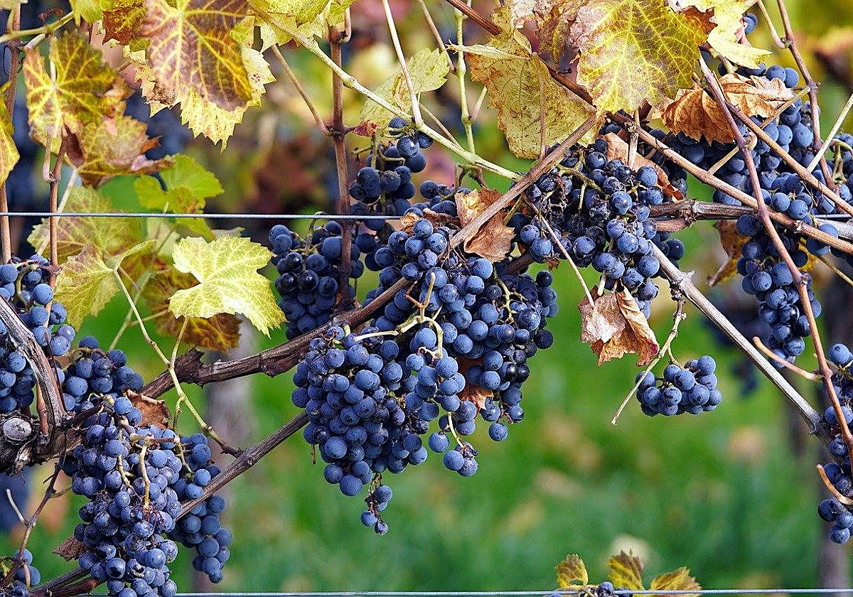 Imagen de recurso de uvas en un viñedo de la Comunidad Valenciana