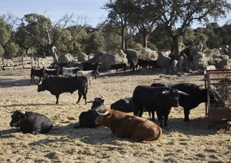 Imagen secundaria 1 - Un grupo de personas asisten a una capea; los toros reposan en un cercado de la finca, y el tentadero