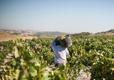 Agricultura augura la menor vendimia de los últimos 20 años en Castilla-La Mancha