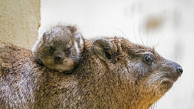 Imagen de una de las crías de damán roquero con su madre