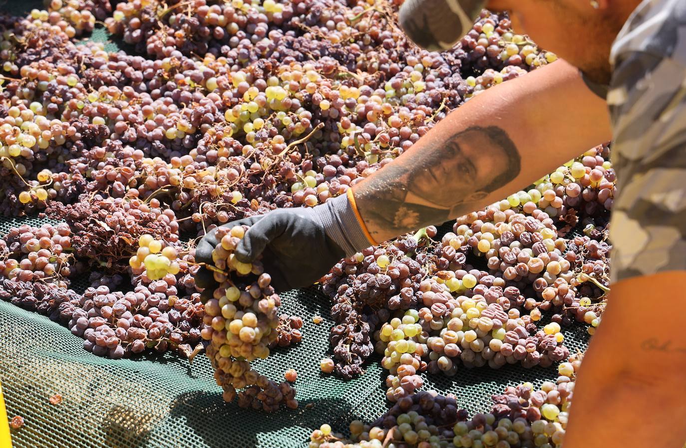 La visita de los ministros de Agricultura de la UE a Bodegas Alvear de Montilla