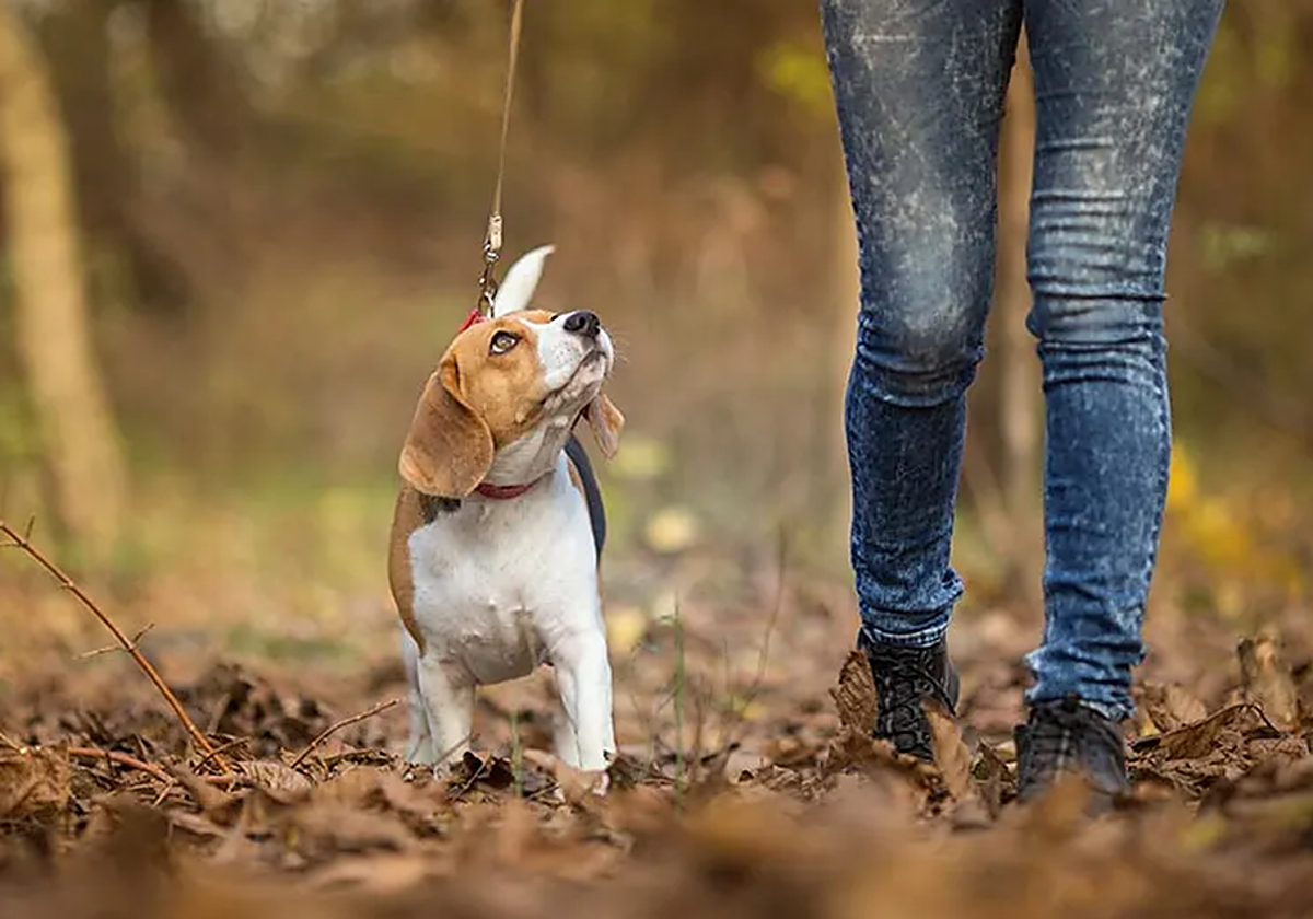 Imagen de archivo de un perro paseando