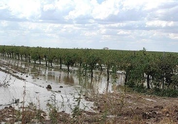 Los daños en cultivos de la región afectan a 10.000 hectáreas de almendro, olivar y viñedo como peor parados