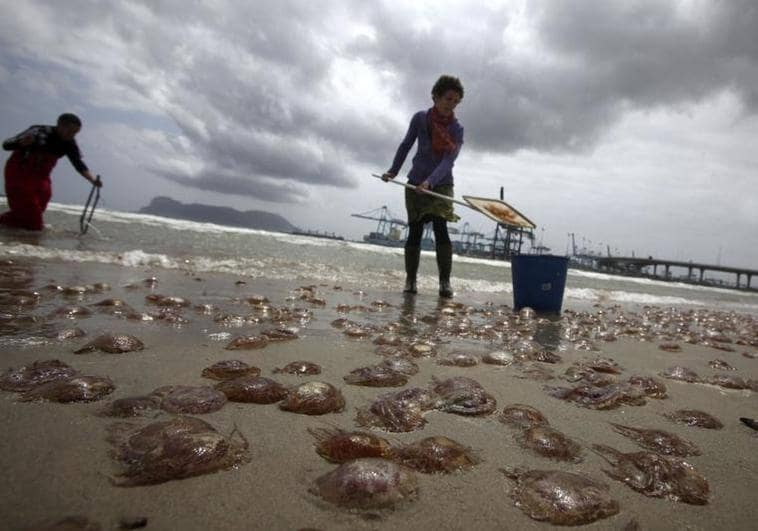 Varias personas recogiendo medusas en una playa en una imagen de archivo