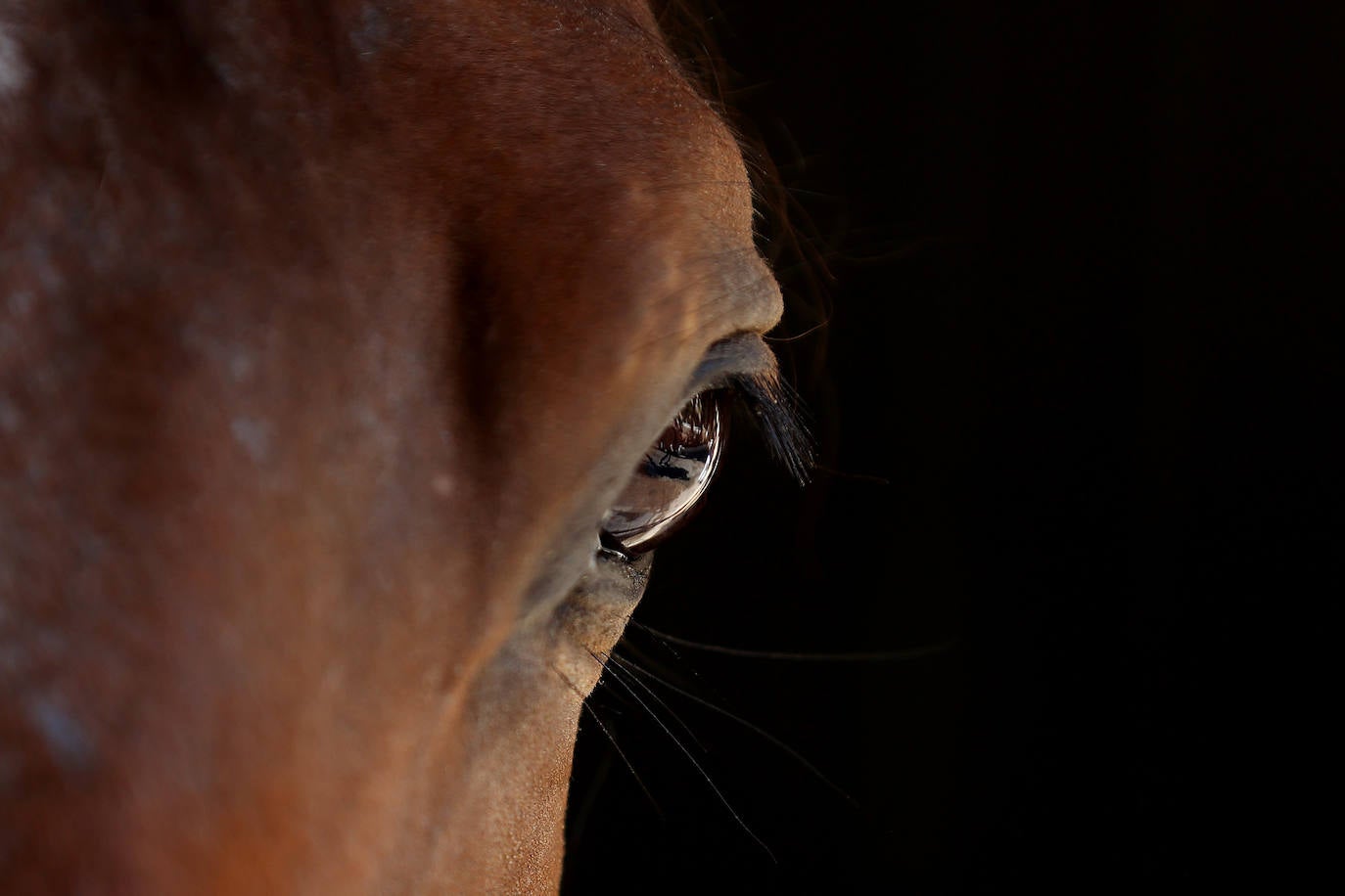 Caballerizas Reales se engalana para Cabalcor 2023, en imágenes