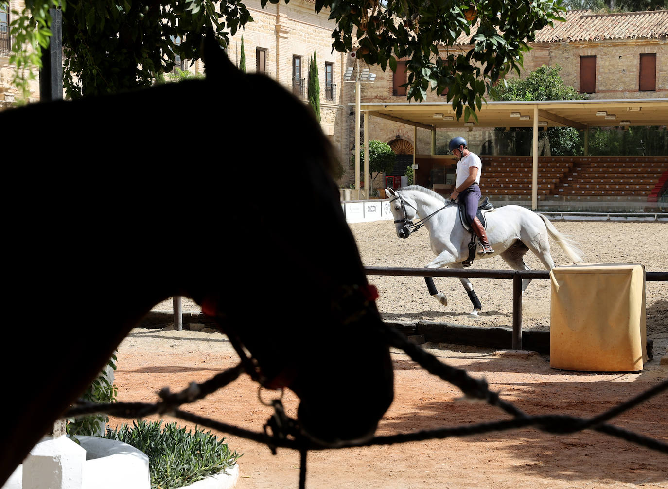 Caballerizas Reales se engalana para Cabalcor 2023, en imágenes