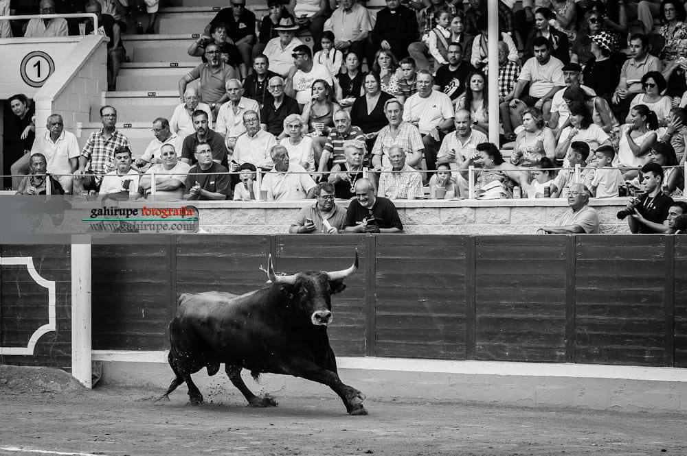 Las imágenes de la feria taurina de Villaseca de la Sagra