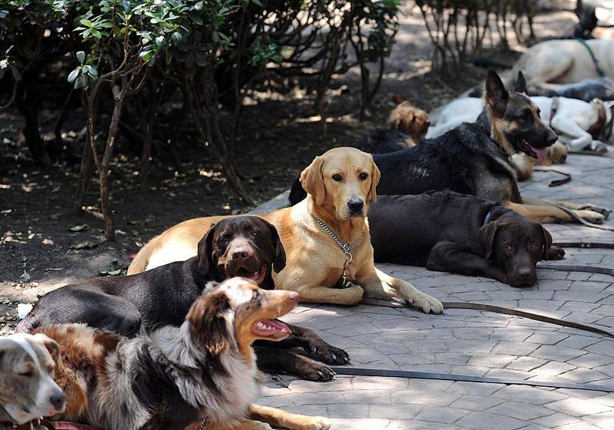 Ley de Bienestar Animal: cómo hacer el curso obligatorio para tener perro a partir del 29 de septiembre