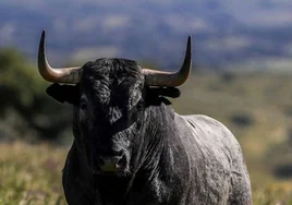 Dos toros del encierro de Medina del Campo se escapan y corren ante la mirada atónita de conductores y viandantes