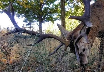 Venados en la Europa sin fronteras