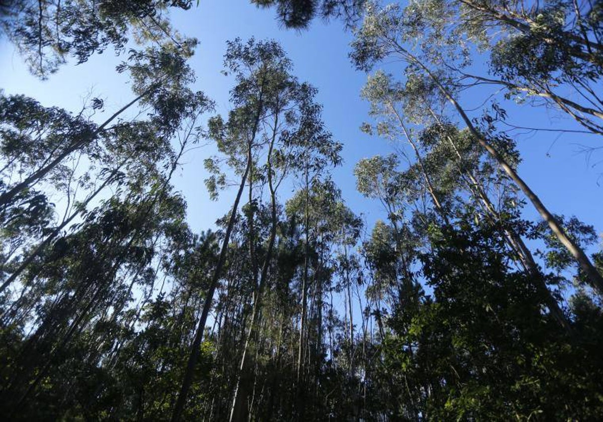 Un bosque de eucaliptos próximo a Santiago