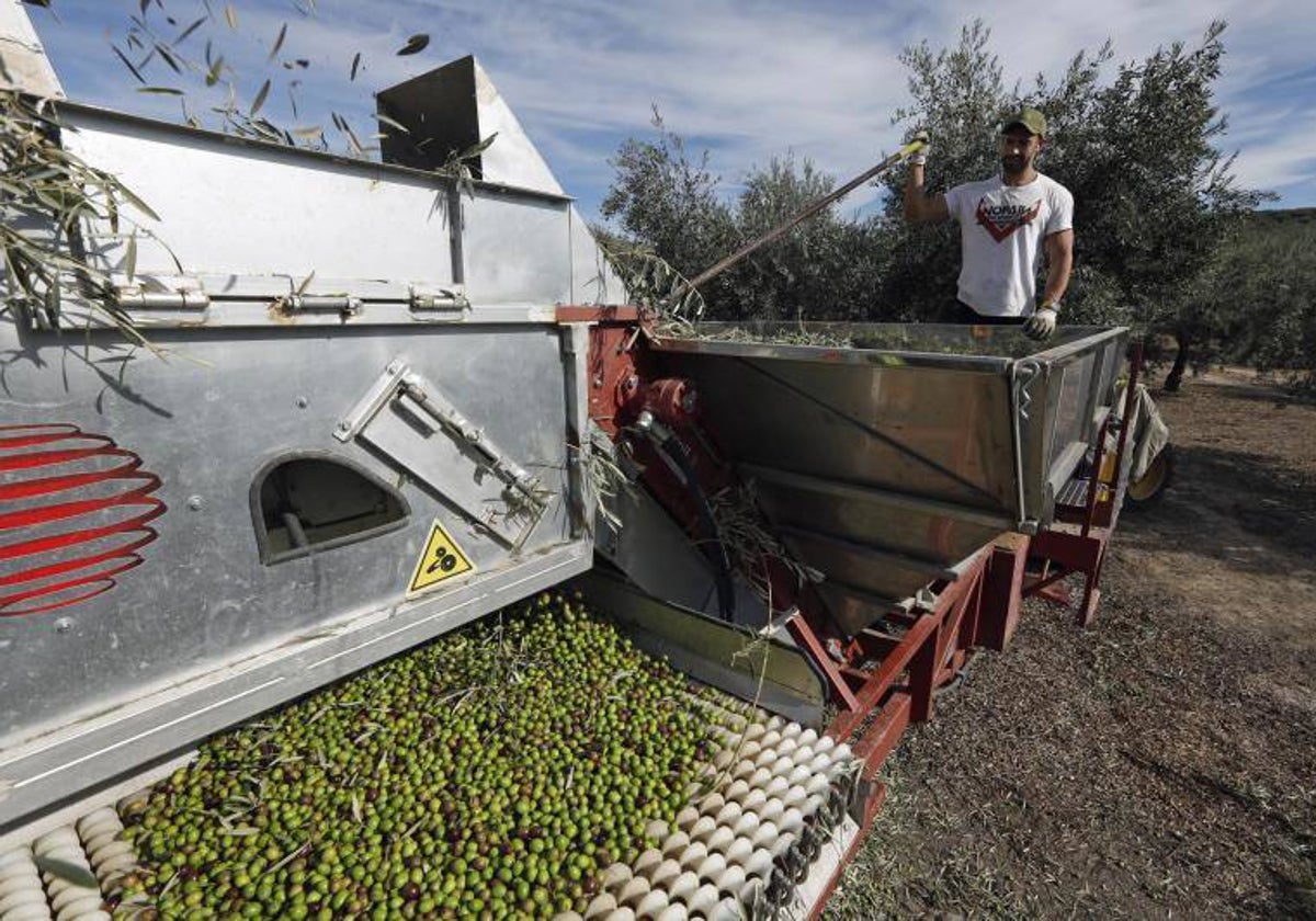 Recolección de la aceituna en un olivar de la Campiña cordobesa