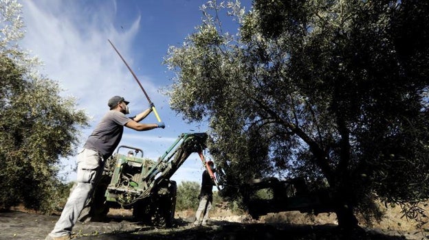 Recolección de la aceituna en Montilla