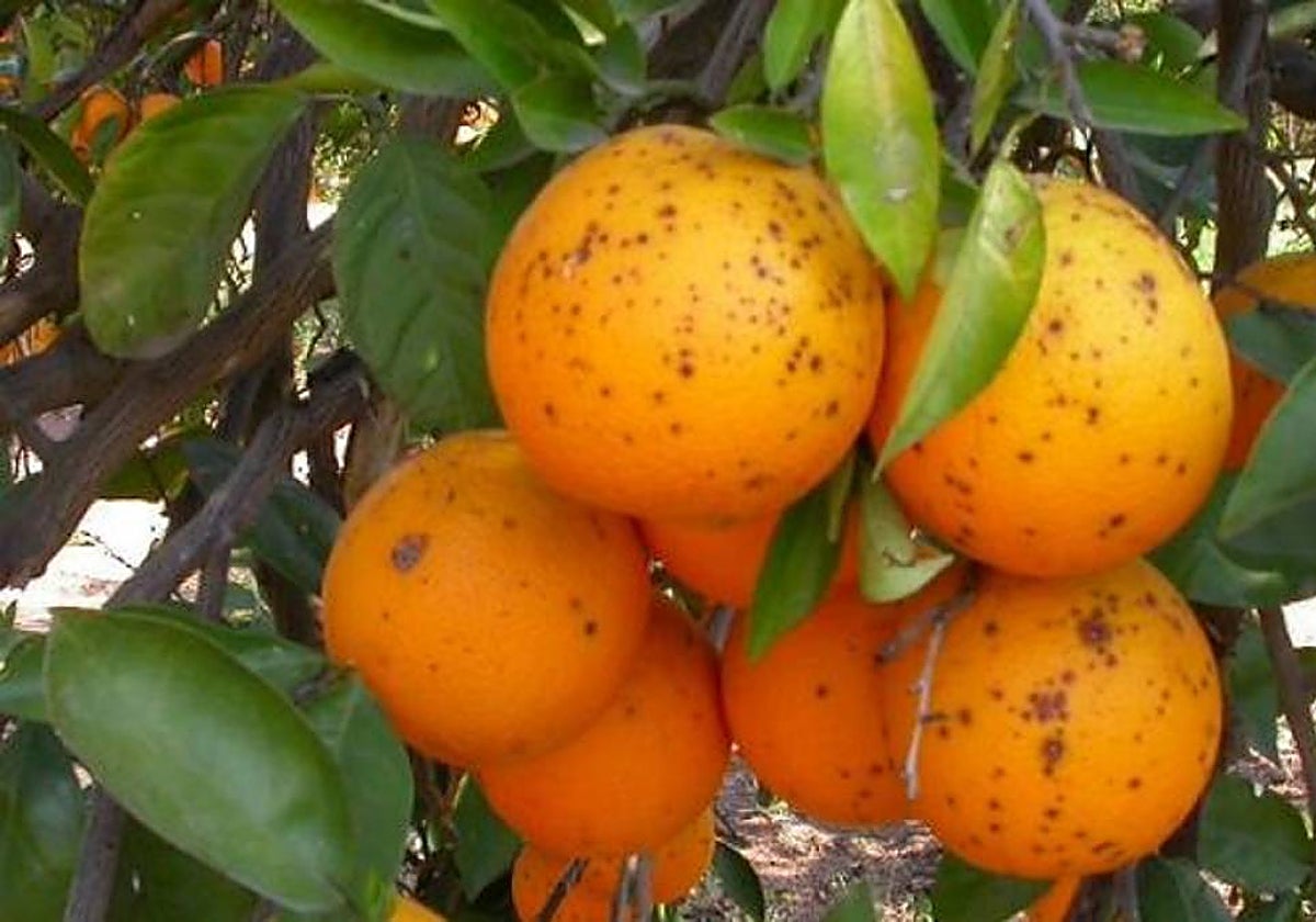Imagen de frutos infestados de mancha negra