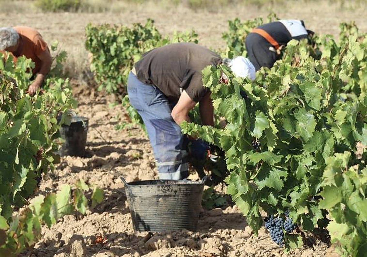 Planas afirma que las ayudas contra los efectos de la sequía serán de 118 millones para los agricultores