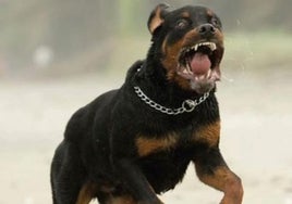 Ante el juez los dos investigados por el ataque de un rottweiler a una niña de cinco años en Granada