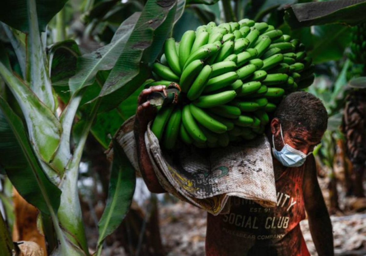 Un agricultor trata de salvar la producción de una finca afectada por ceniza