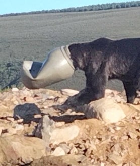 Imagen secundaria 2 - Salvan la vida a un oso pardo que tenía la cabeza atrapada en un bidón de plástico en Anllares del Sil (León)