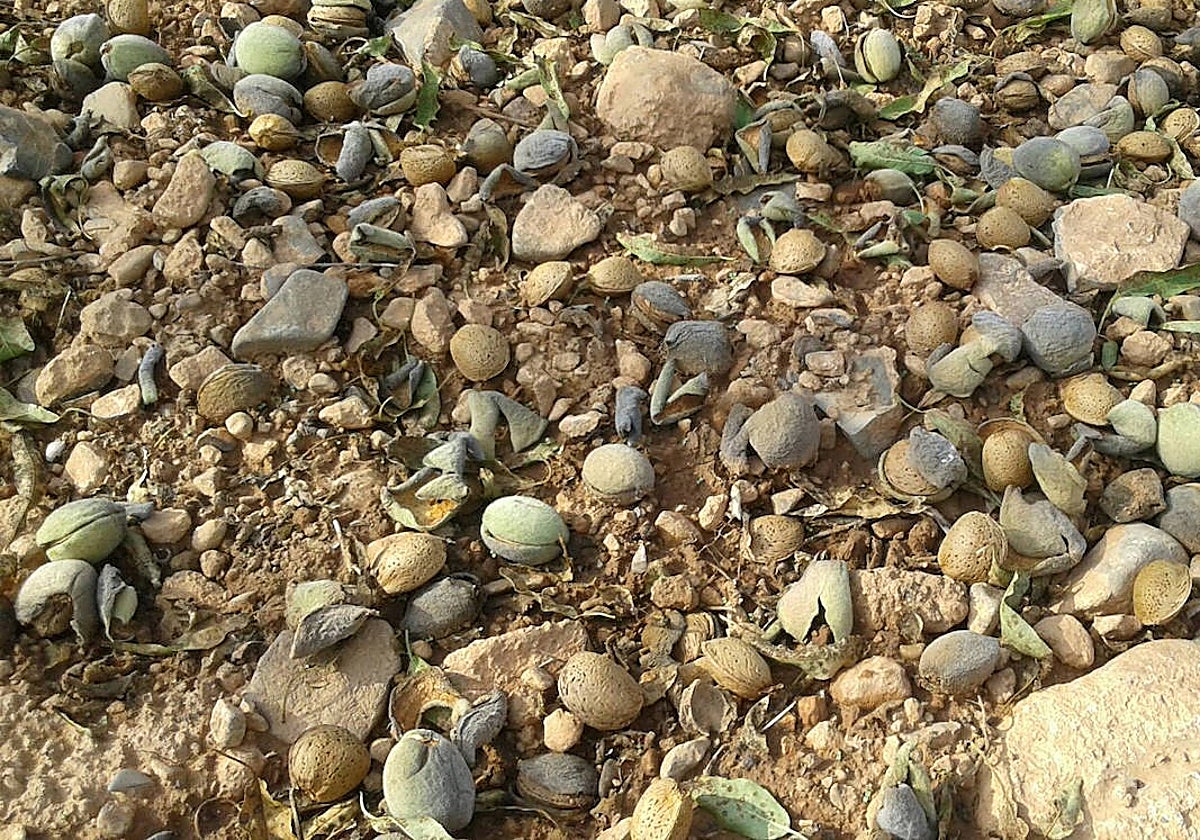 Imagen de almendras en el campo valenciano