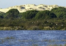 La Unesco insiste en su «preocupación» por la situación de Doñana