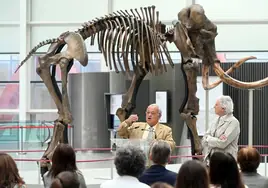 El Museo de la Evolución Humana 'recupera' un esqueleto de mamut lanudo