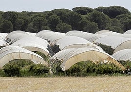 Verdades y bulos sobre la ley de regadíos de Doñana que está a punto de aprobarse en el Parlamento de Andalucía