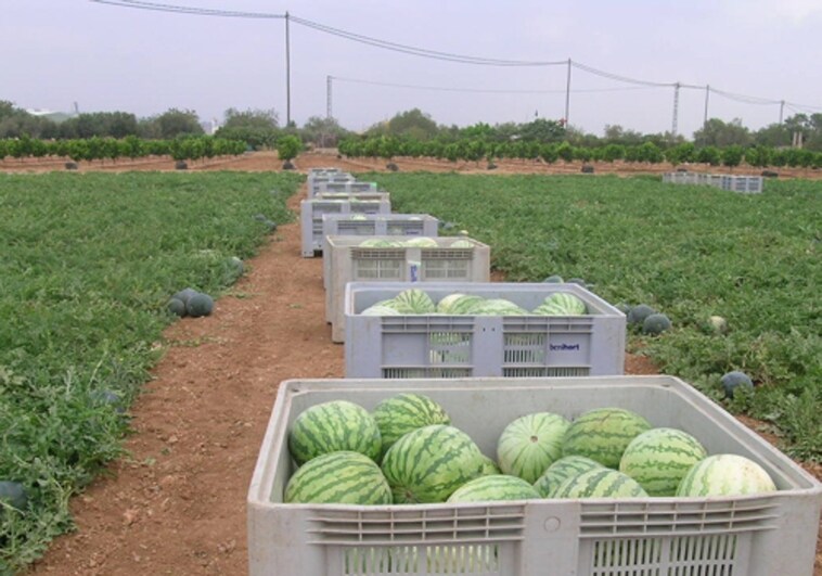 Imagen de archivo de sandías en un campo hortofrutícola valenciano