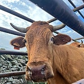 Desinsectar y comunicar los casos, el protocolo en Castilla y León ante la EHE a falta de directriz nacional