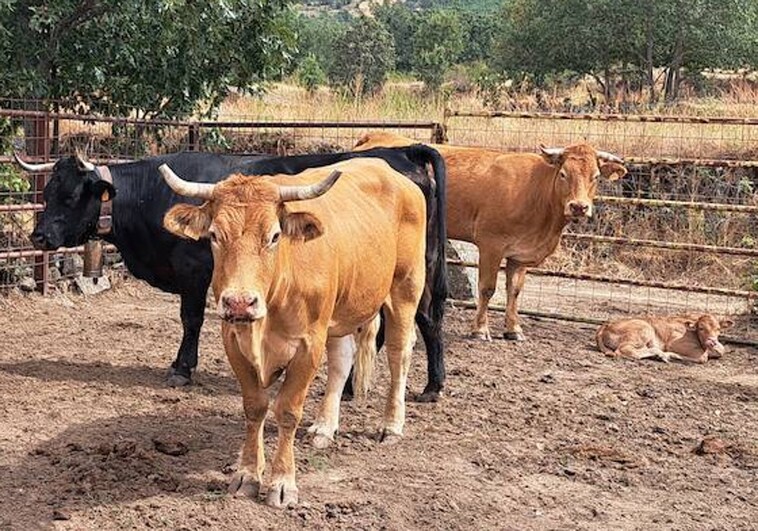 Ganado vacuno de carne en una explotación de la provincia de Salamanca afectada por la Enfermedad Hemorrágica Epizoótica (EHE)