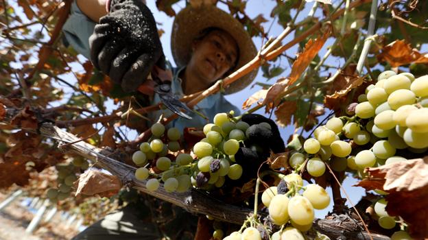 Una trabajadora del campo durante la vendimia en el marco Montilla-Moriles