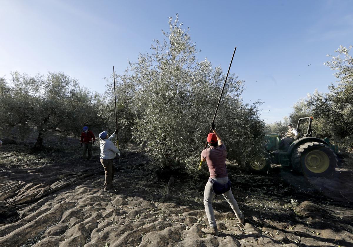 Trabajadores del campo en una campaña de la aceituna en una explotación agrícola de Montilla