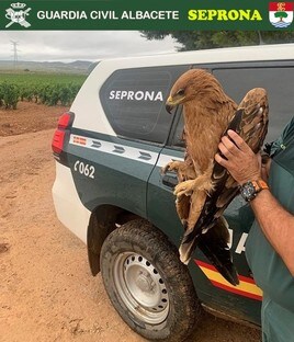 La Guardia Civil recupera en Albacete un águila imperial y un águila perdicera con heridas que les impedían volar